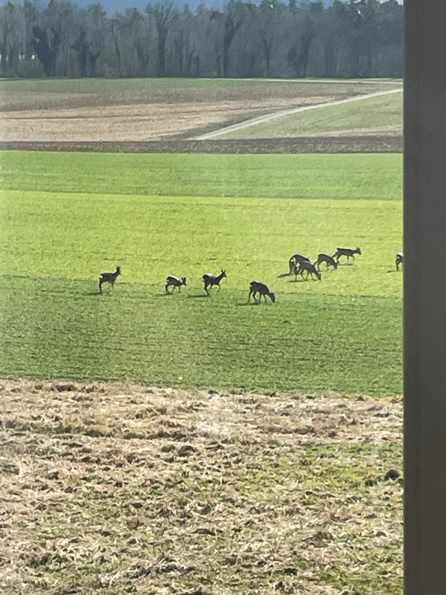 Schoene Unterkunft Naehe Schweiz Gottmadingen Dış mekan fotoğraf